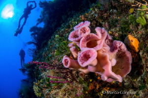 Pink Sponges & Divers by Marco Gargiulo 